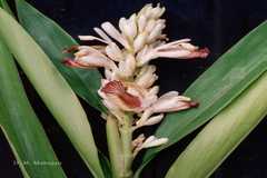 Alpinia galanga